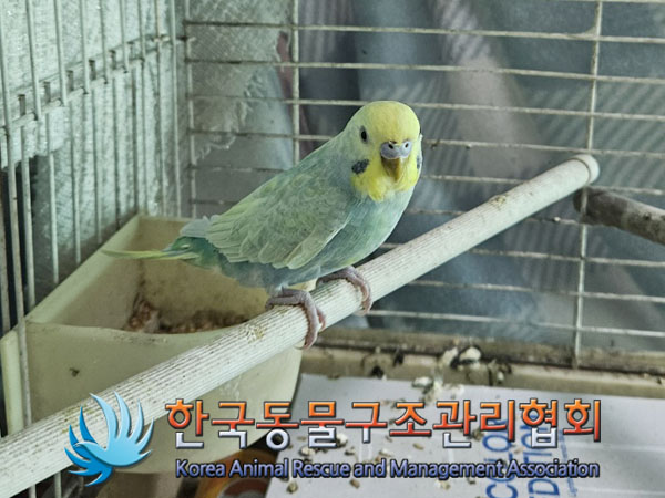종료(입양) 앵무새…